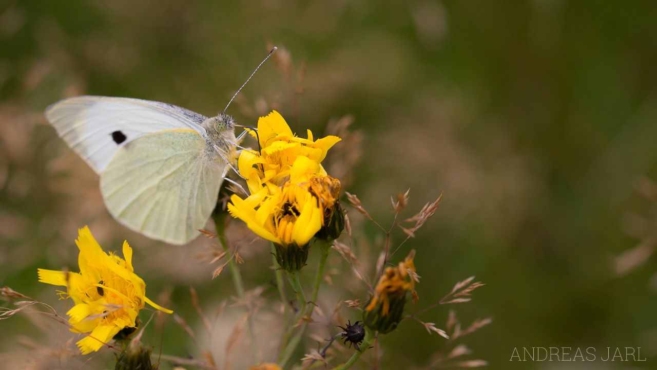 pieris_brassicae_1901