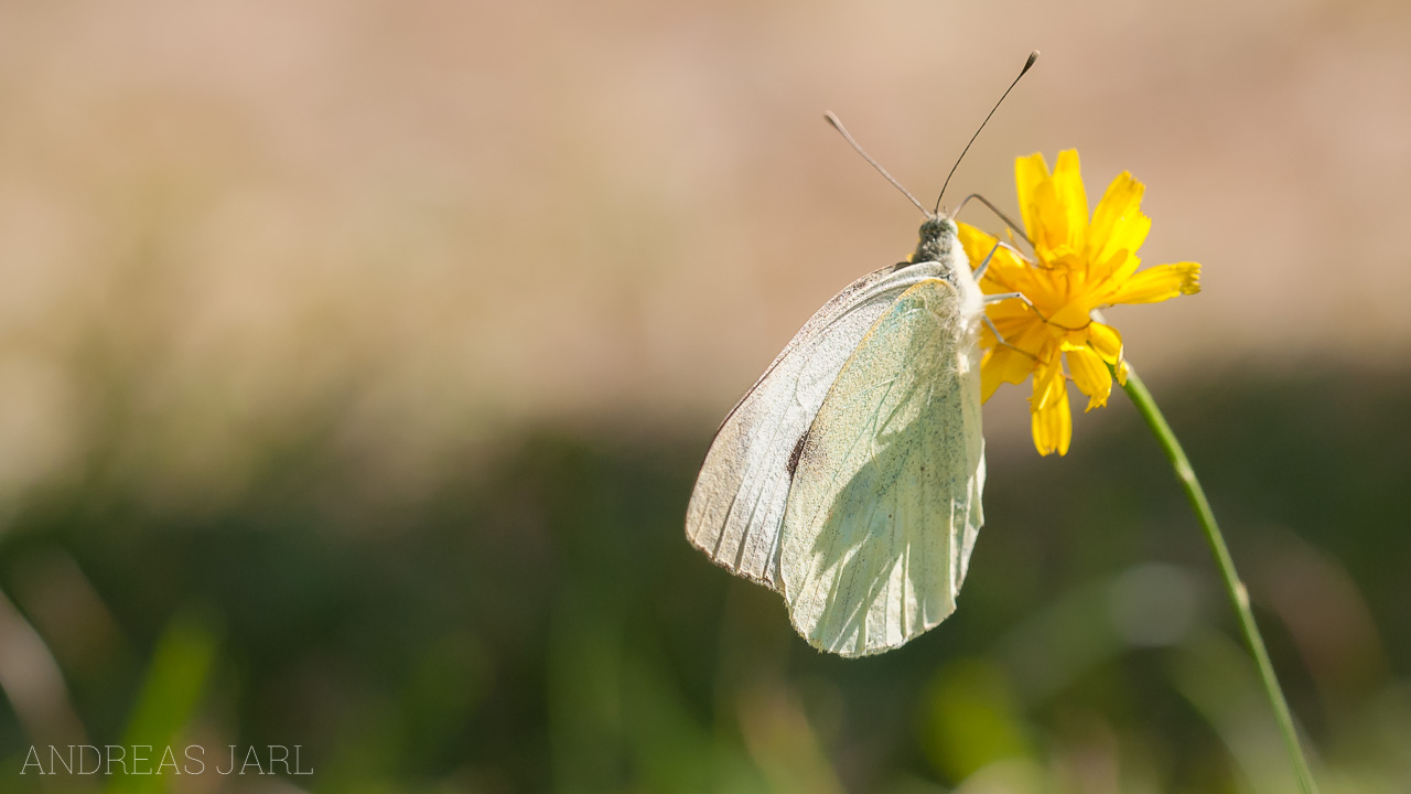 pieris_brassicae_653