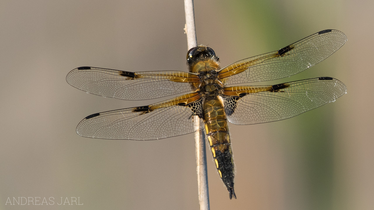 libellula_quadrimaculata_4400