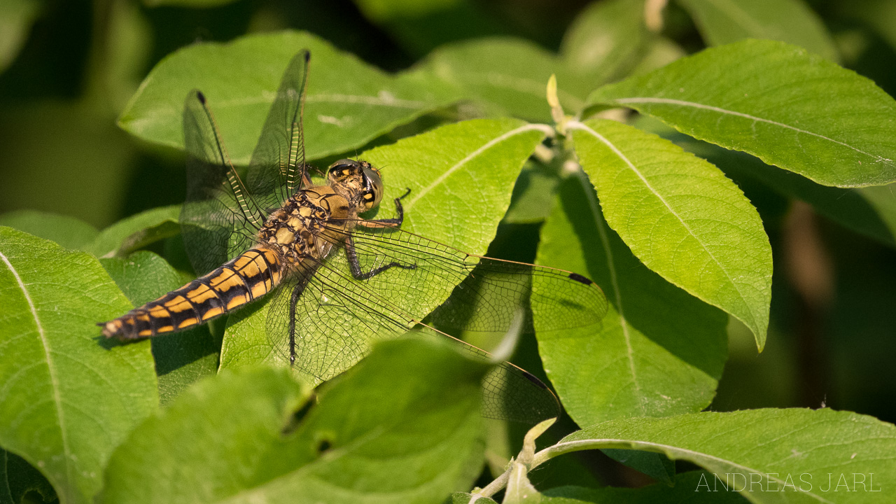 orthetrum_cancellatum_3646