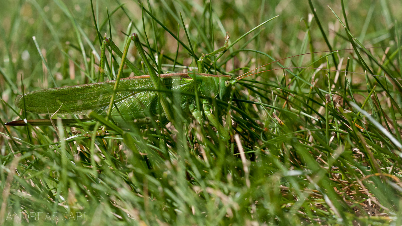 tettigonia_viridissima_49
