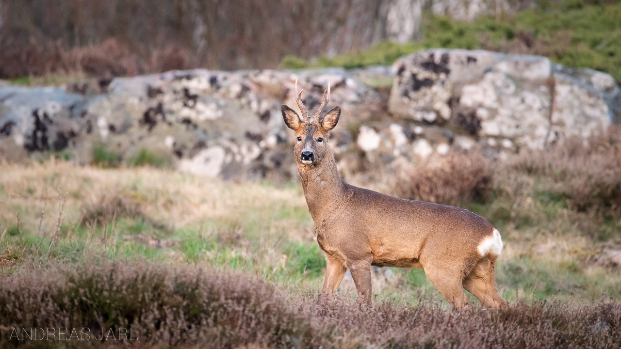 capreolus_capreolus_3243