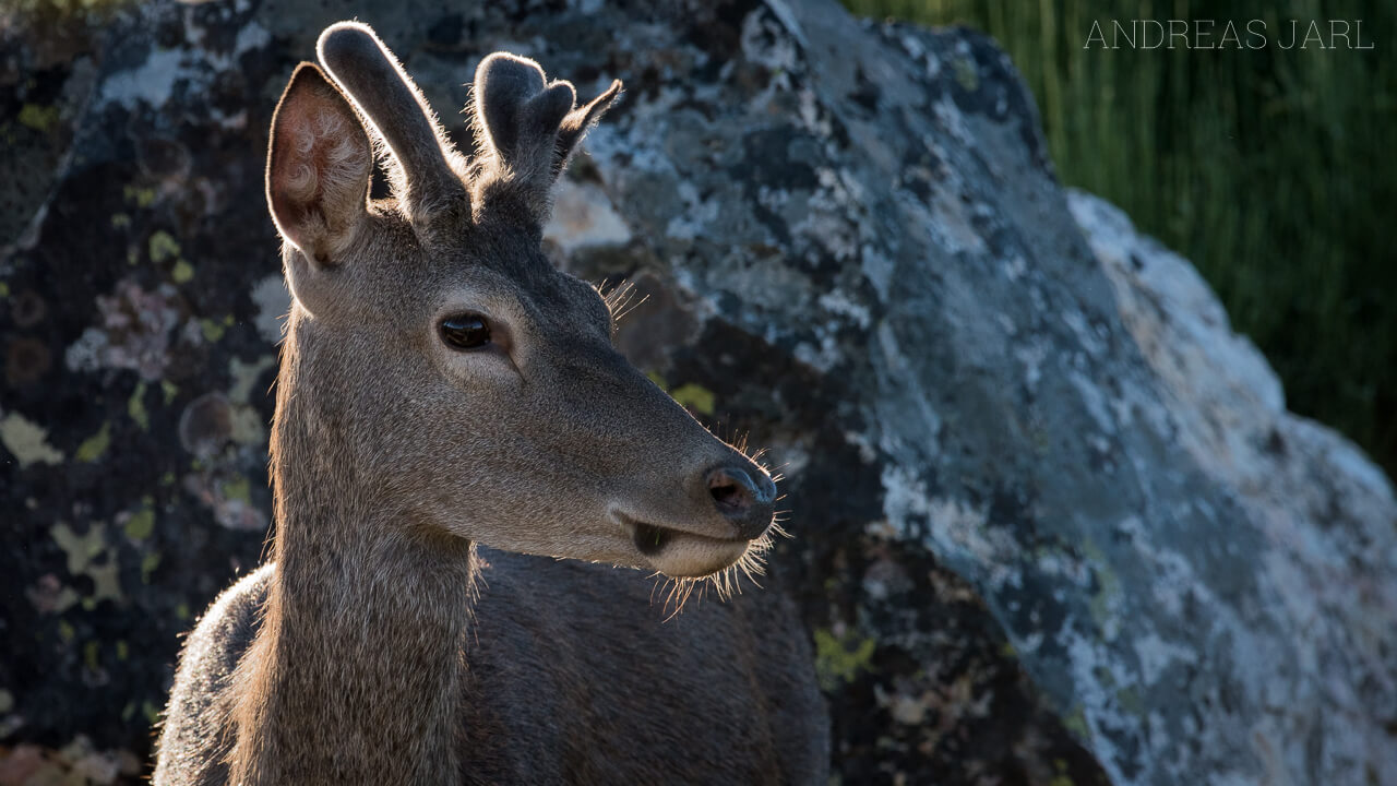 cervus_elaphus_2628