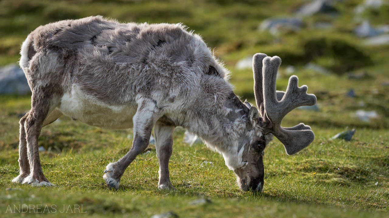 rangifer_tarandus_platyrhynchus_3847