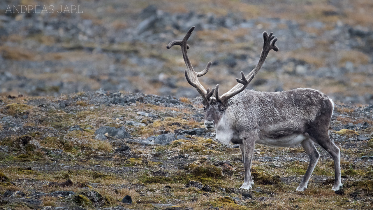 rangifer_tarandus_platyrhynchus_3848