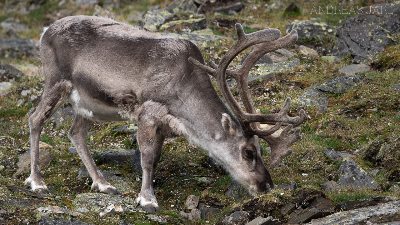 rangifer_tarandus_platyrhynchus_3849