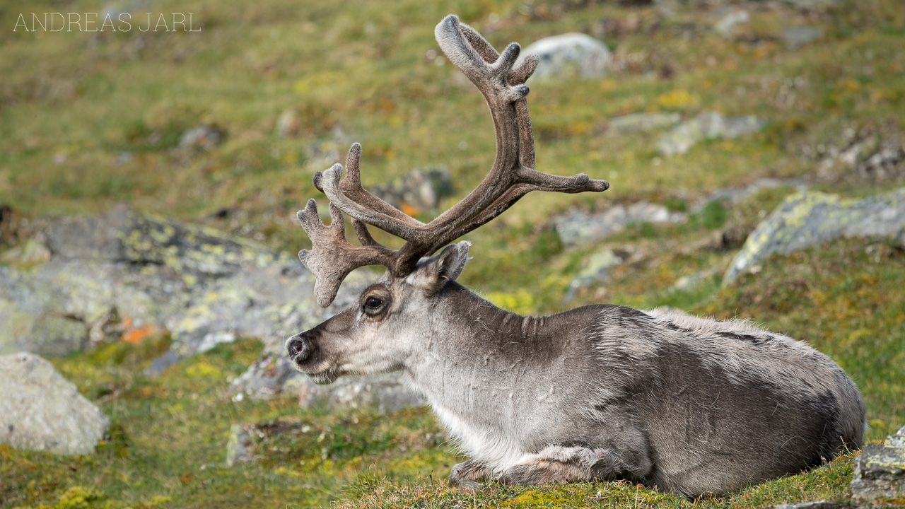 rangifer_tarandus_platyrhynchus_3850