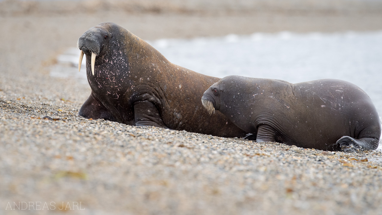 odobenus_rosmarus_3856