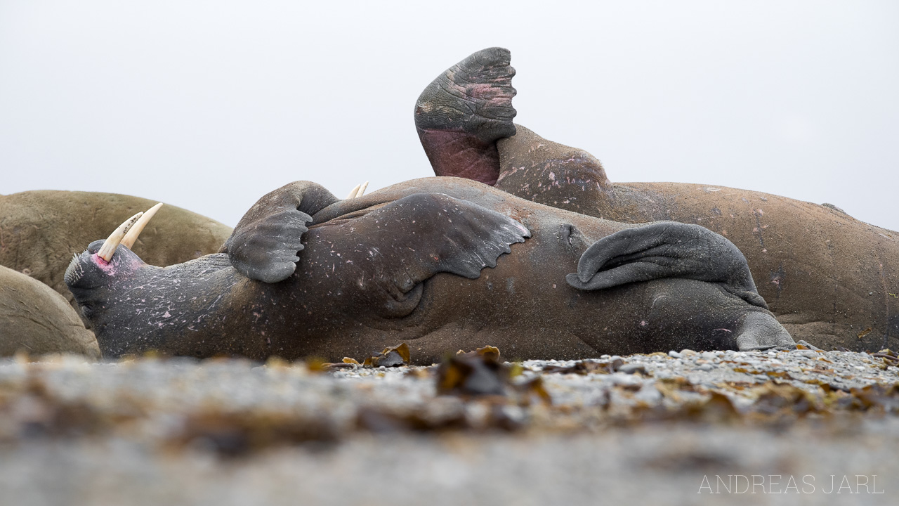 odobenus_rosmarus_3857