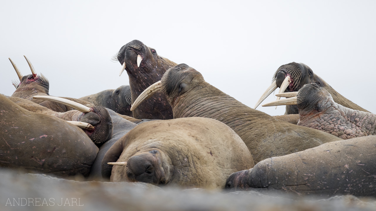 odobenus_rosmarus_3859