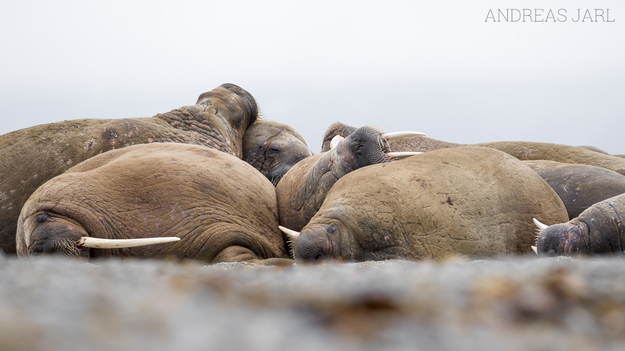 odobenus_rosmarus_3863