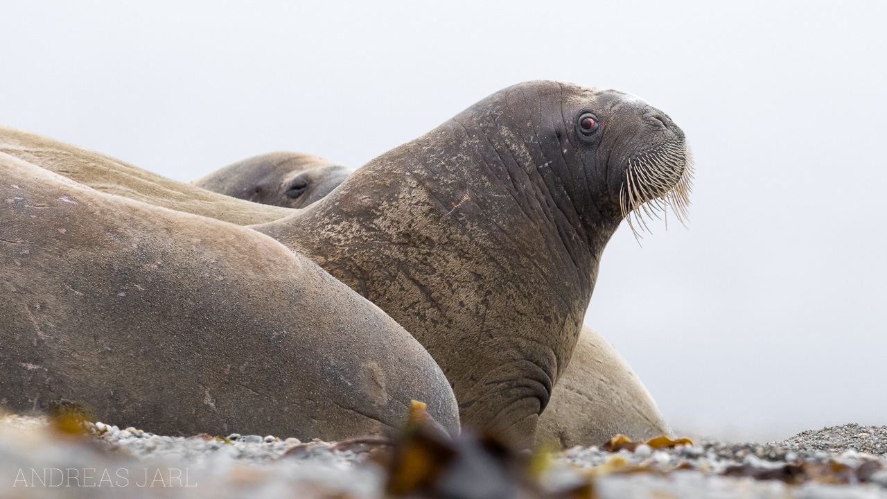 odobenus_rosmarus_3864