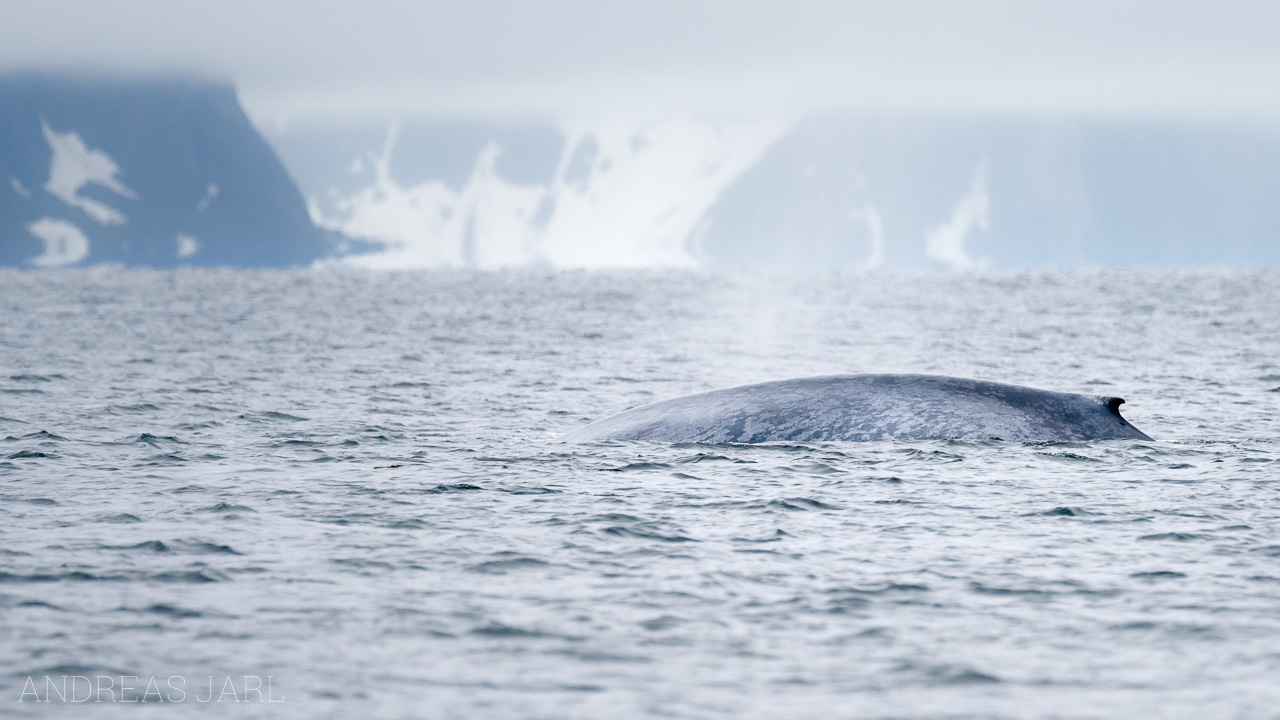 balaenoptera_musculus_3820