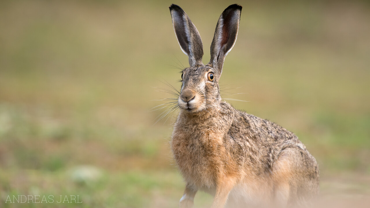 lepus_europaeus_2382