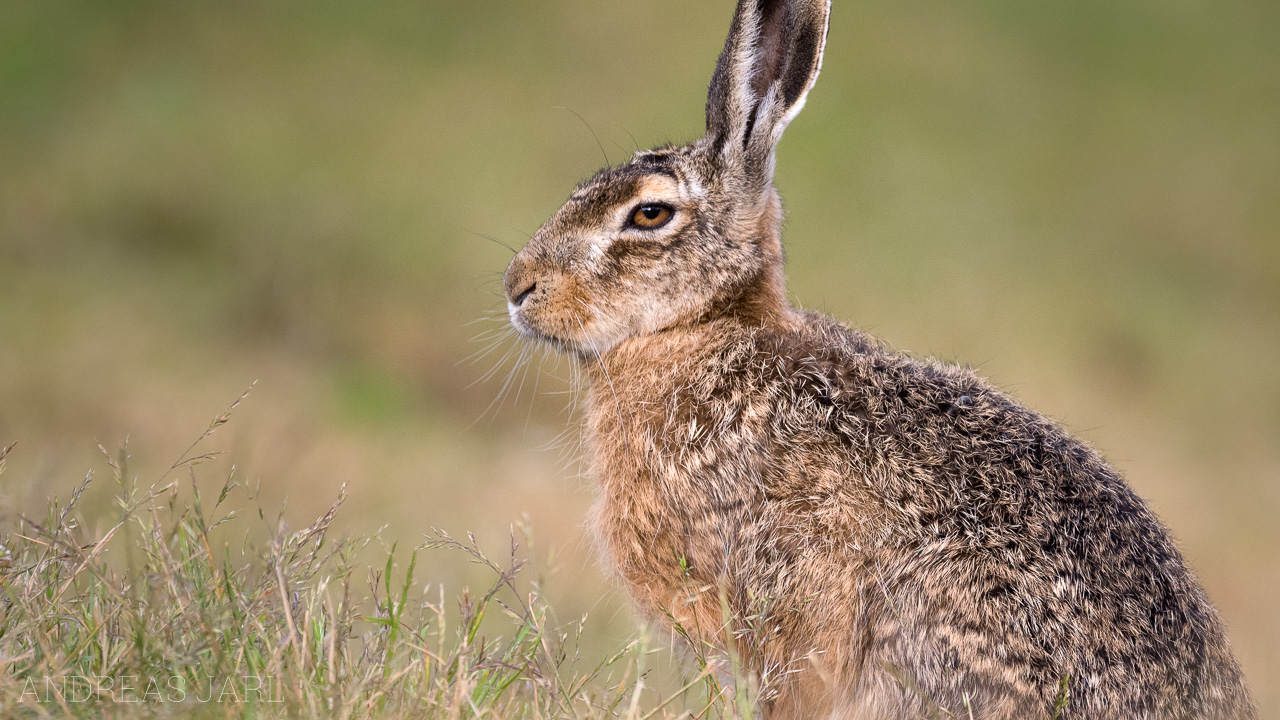 lepus_europaeus_4373