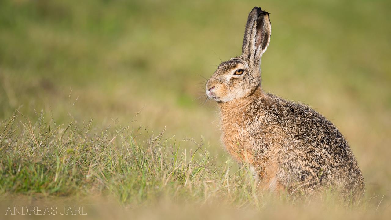 lepus_europaeus_4374