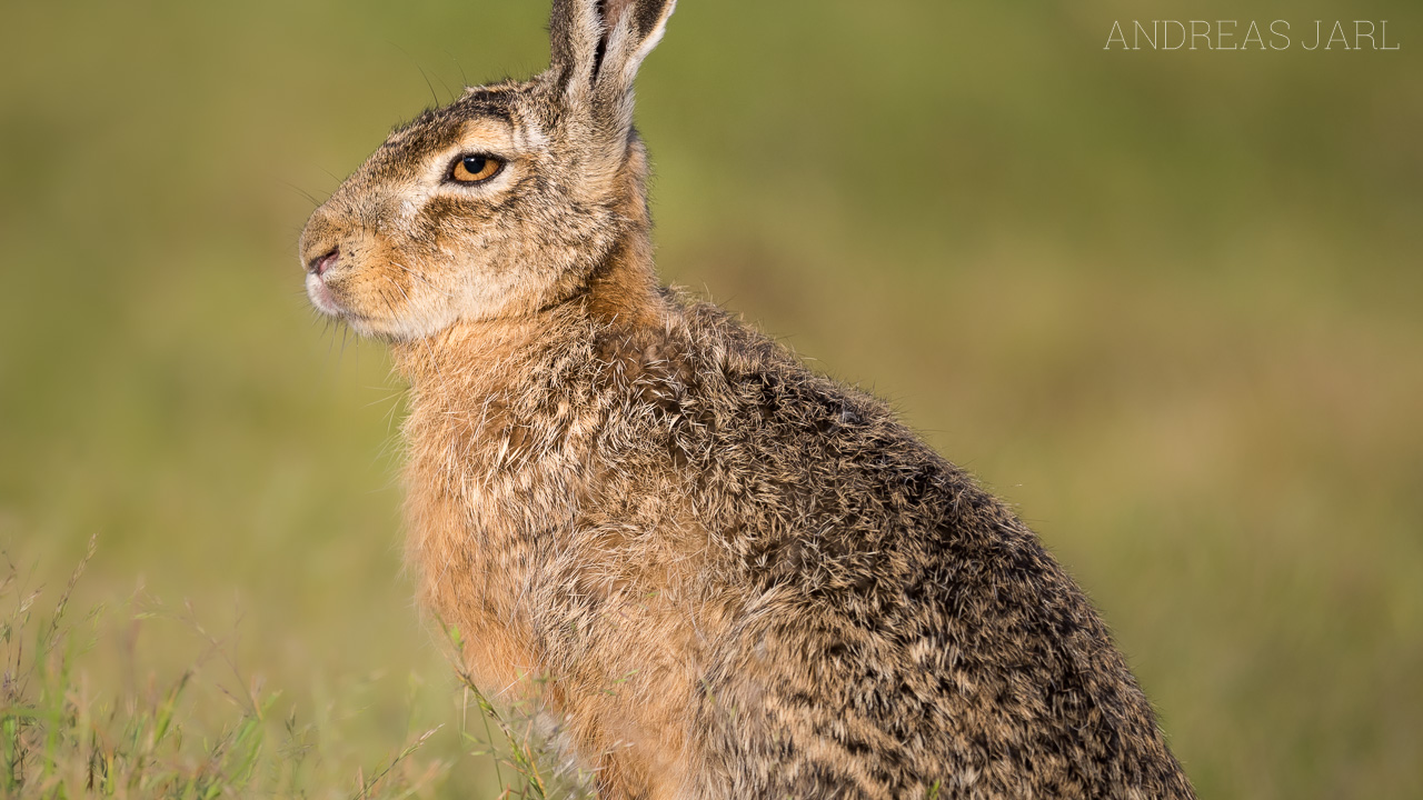 lepus_europaeus_4375