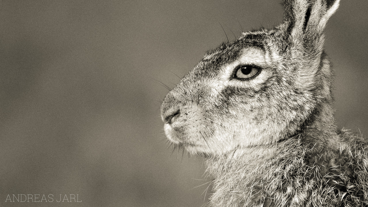 lepus_europaeus_4375_mono