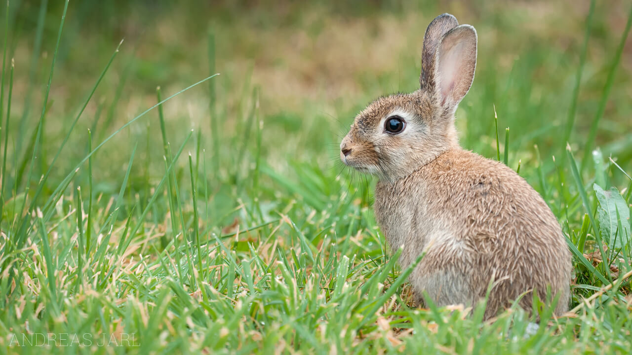 oryctolagus_cuniculus_640