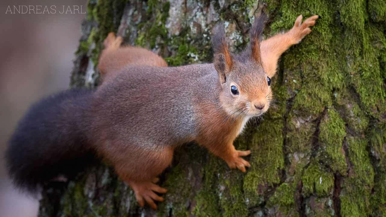 sciurus_vulgaris_4593_dxo