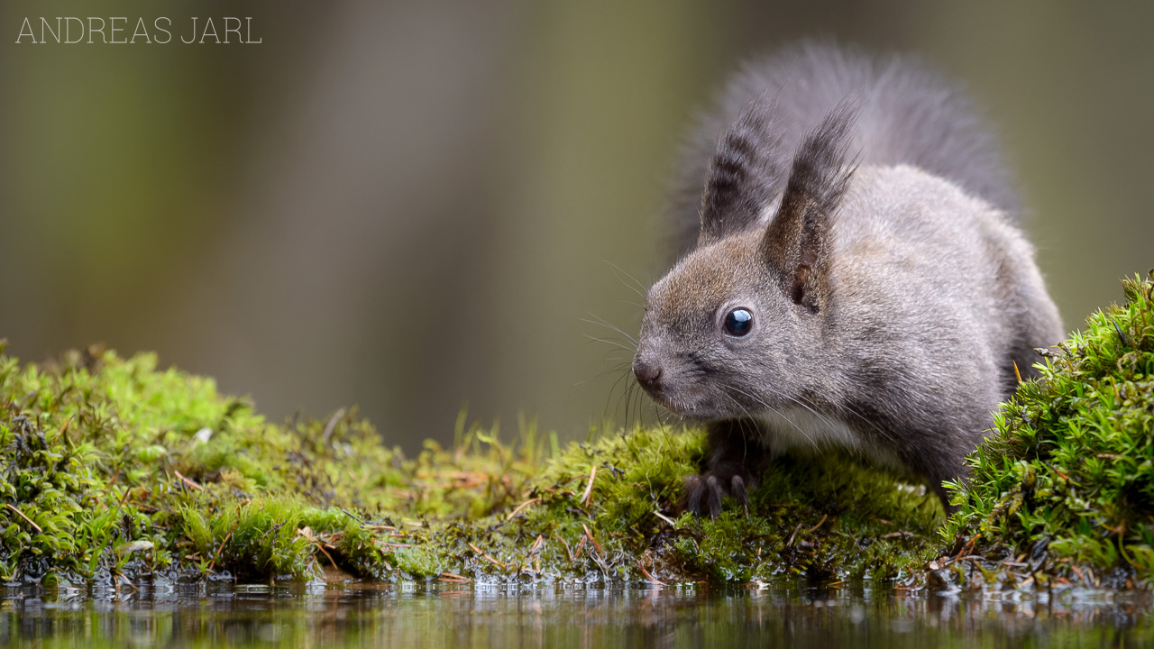 sciurus_vulgaris_4933_dxoxd