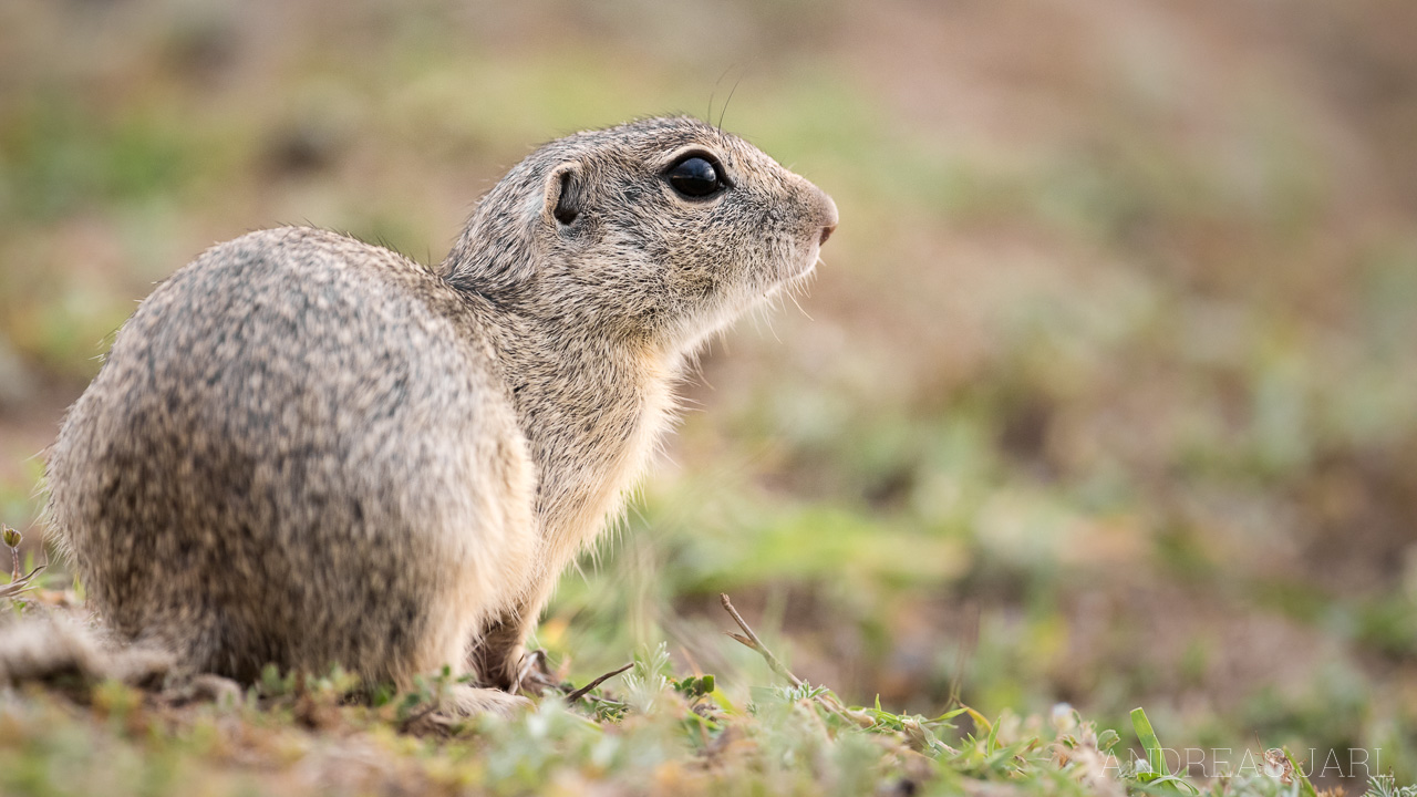 spermophilus_citellus_3482