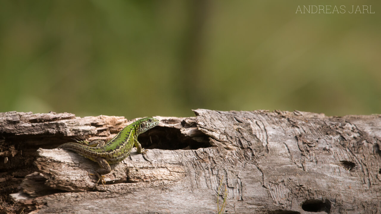 lacerta_viridis_2288