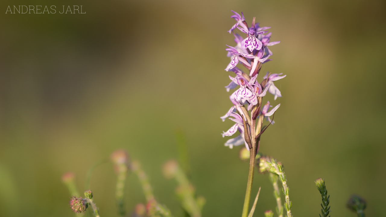 dactylorhiza_maculata_maculata_4401