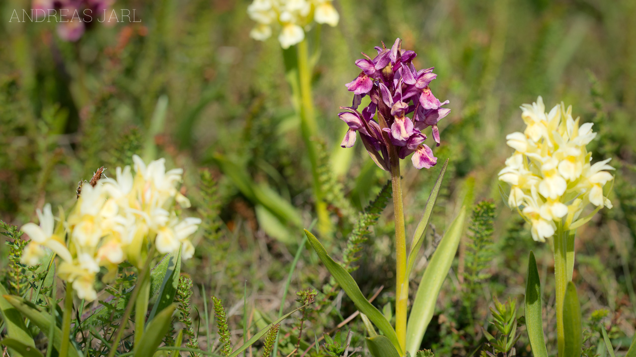 dactylorhiza_sambucina_1757