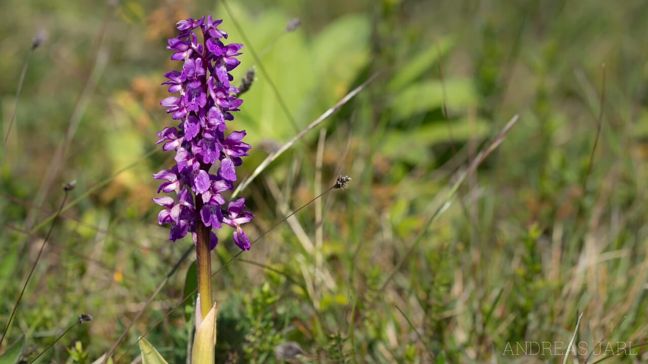 orchis_mascula_1754