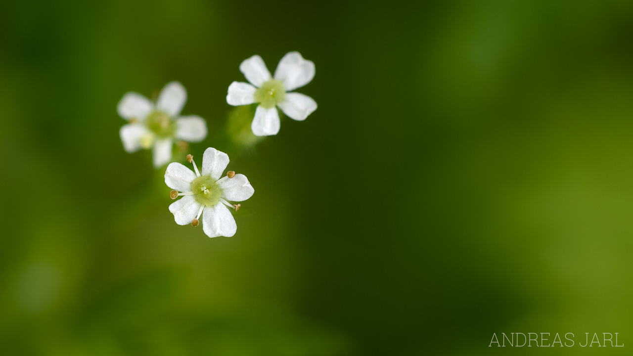 anthriscus_caucalis_4649_dxo