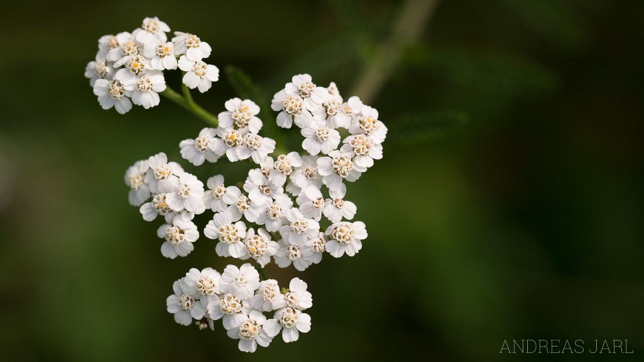 achillea_millefolium_1907