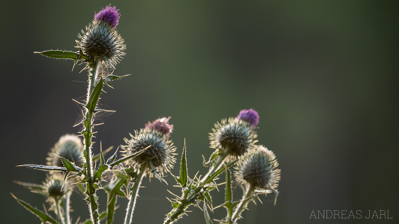 cirsium_vulgare_3653