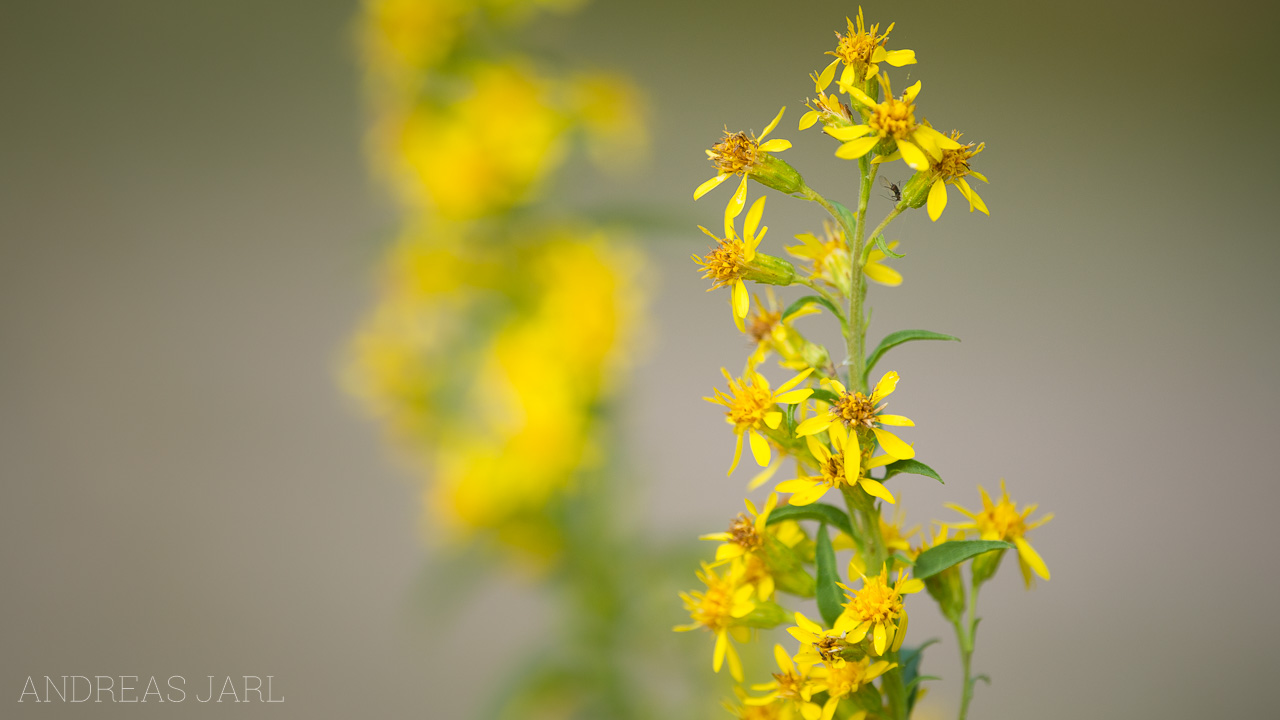 solidago_virgaurea_3652