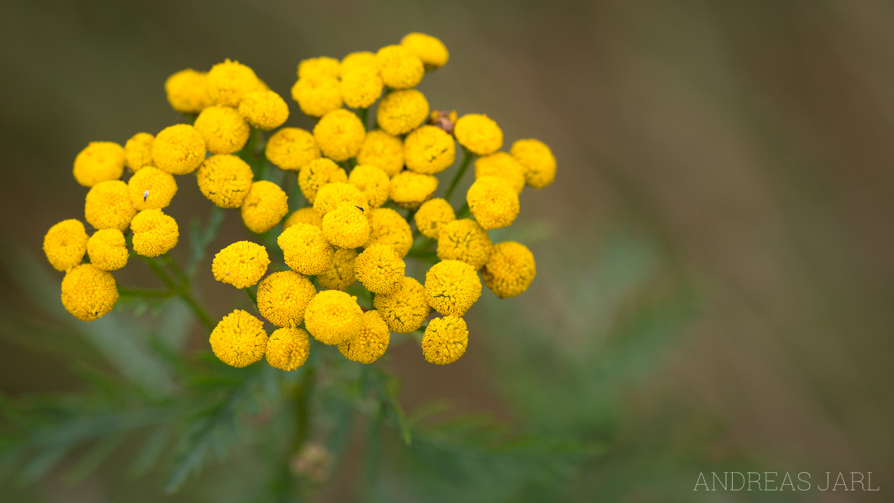 tanacetum_vulgare_1898