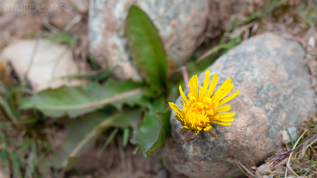 taraxacum_brachyceras_4152