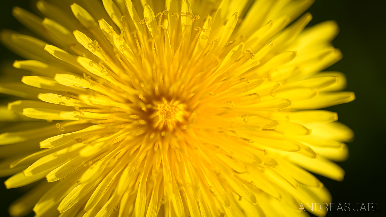 taraxacum_sp_4642_dxo