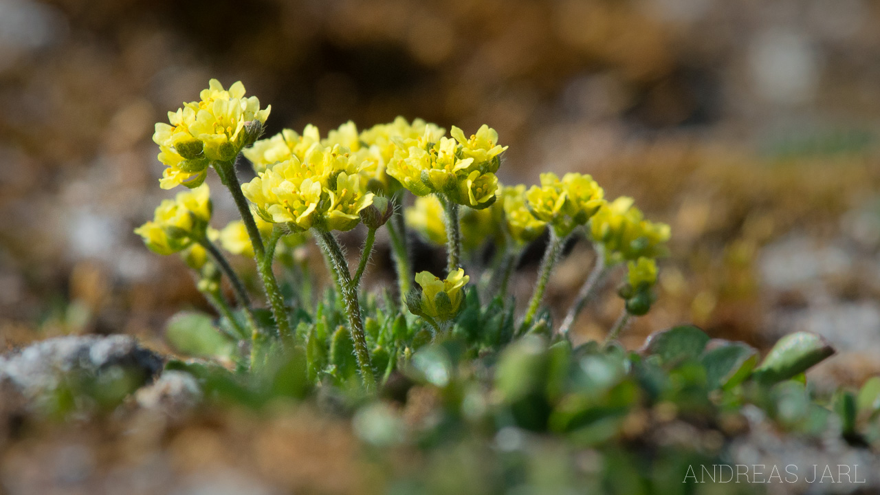 draba_sp_4166