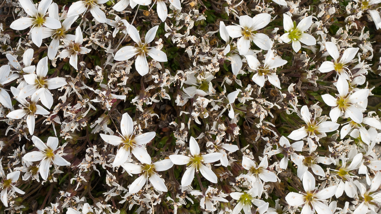 arenaria_pseudofrigida_4134