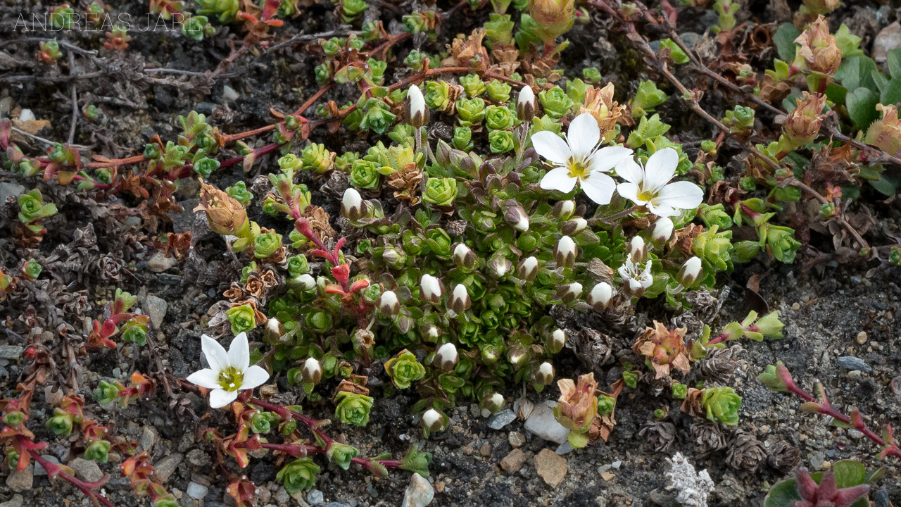 arenaria_pseudofrigida_4165