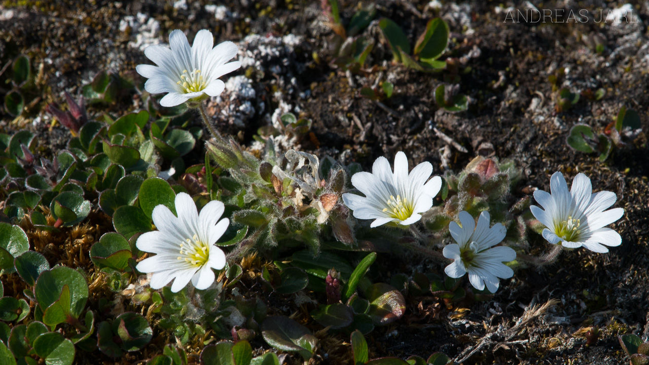 cerastium_arcticum_4151