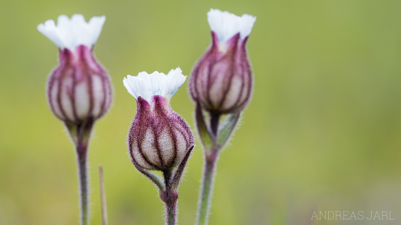 silene_involucrata_furcata_4145