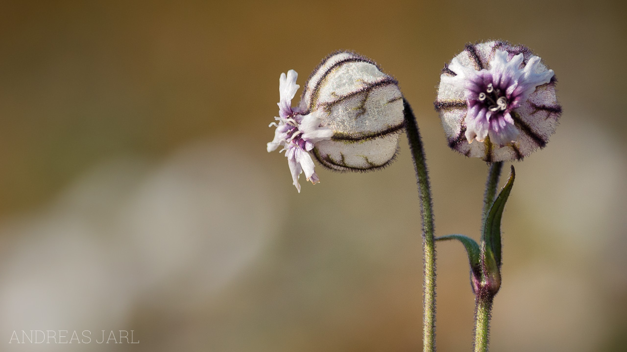 silene_uralensis_4121