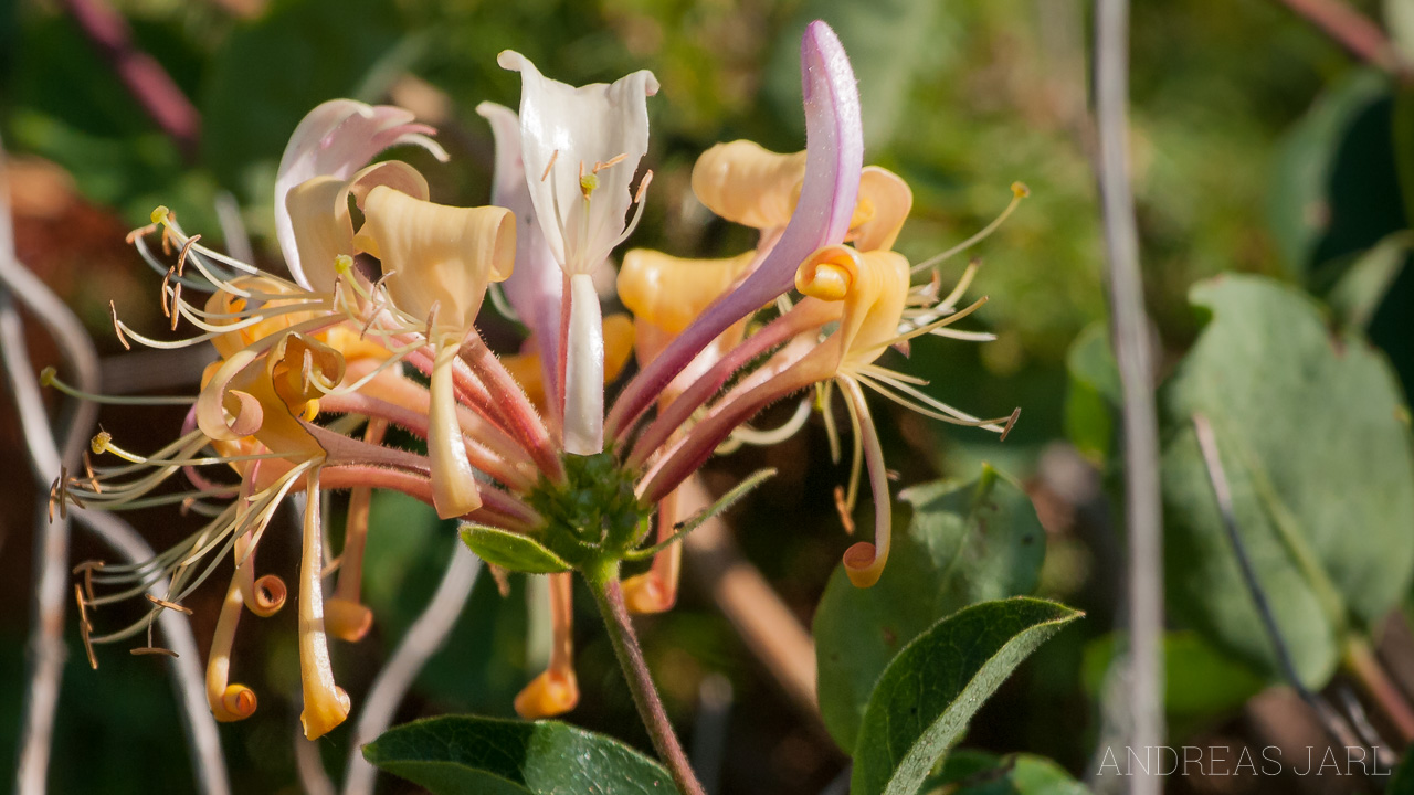 lonicera_periclymenum_50