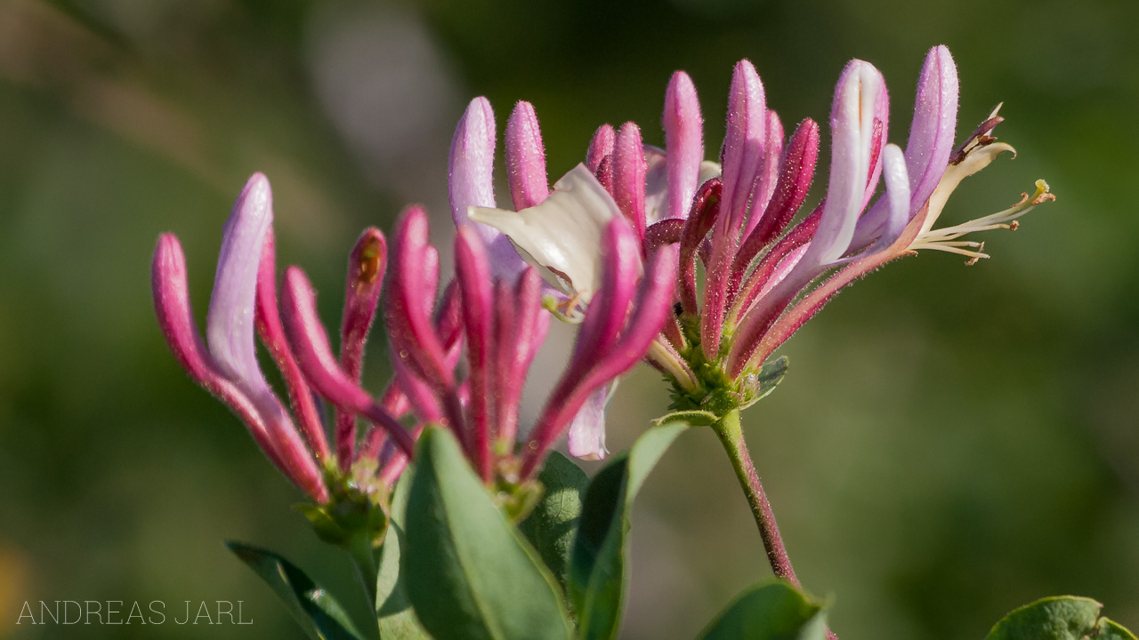 lonicera_periclymenum_51