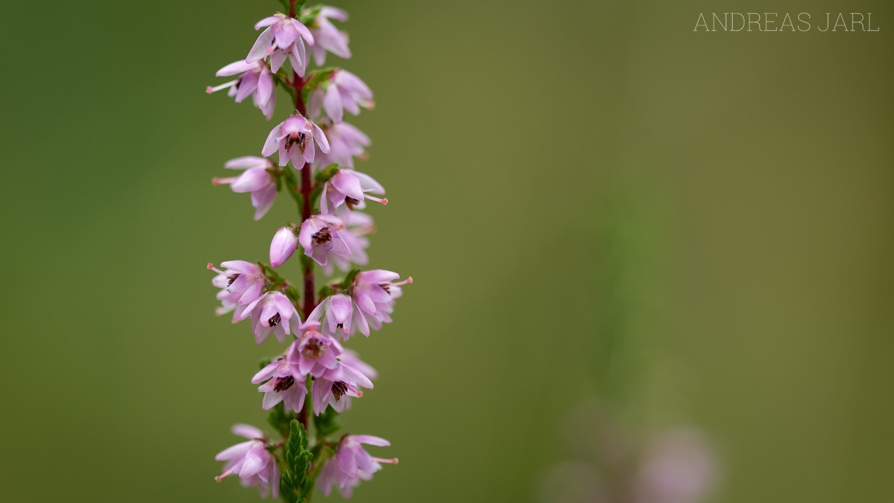 calluna_vulgaris_1896