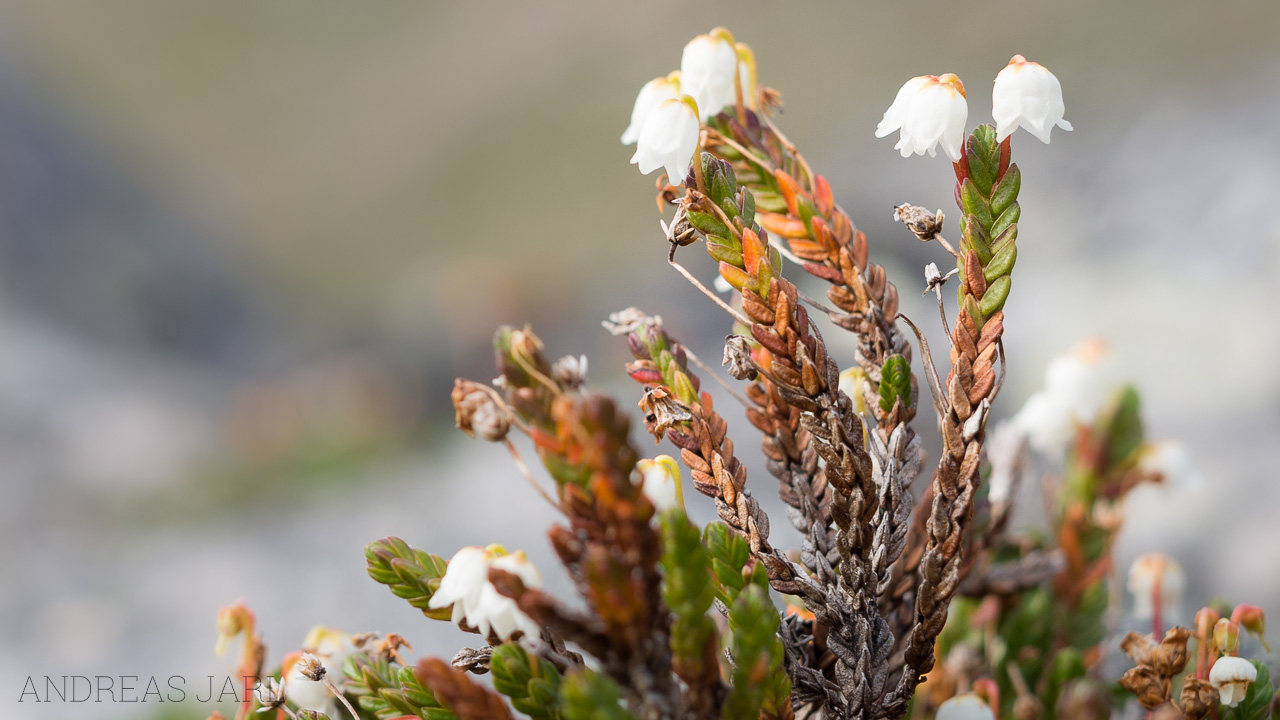 cassiope_tetragona_4123