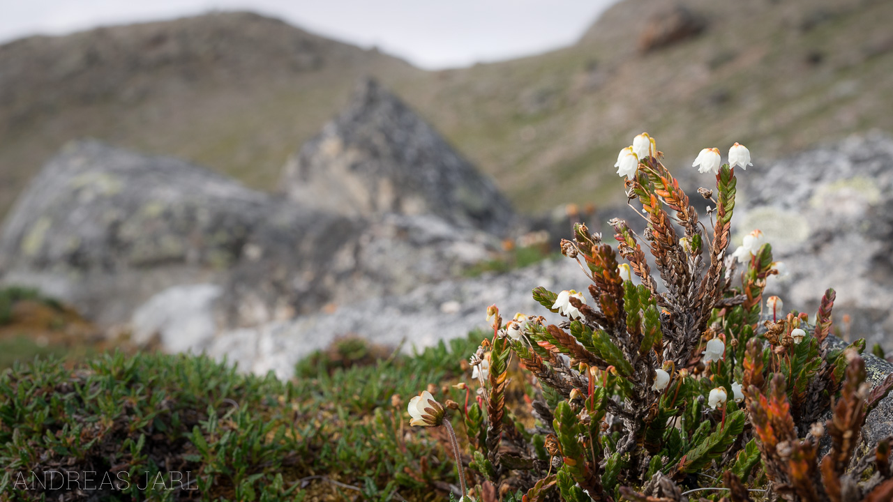 cassiope_tetragona_4124