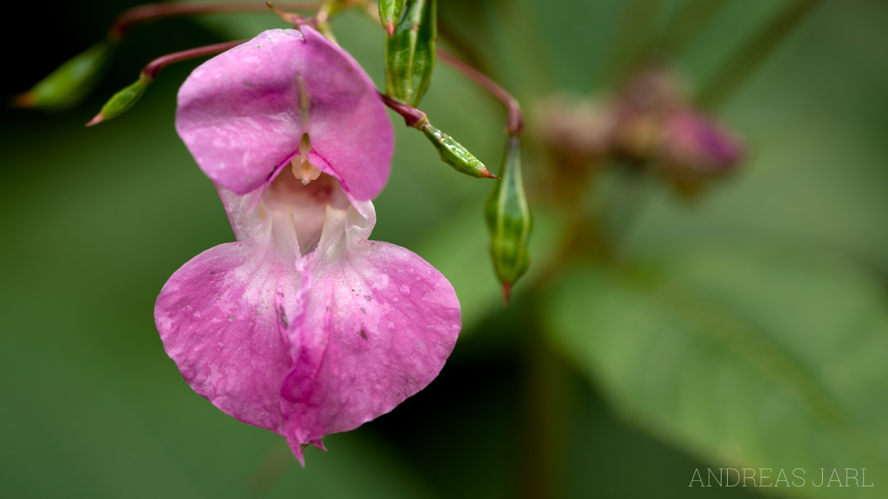 impatiens_glandulifera_1894