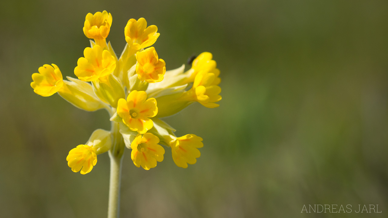 primula_veris_1759